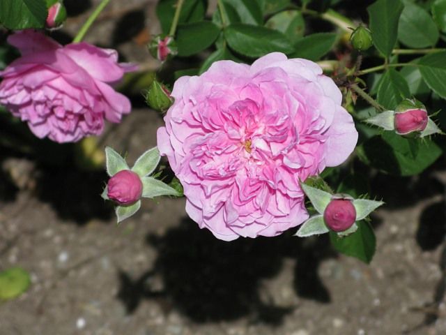  photo HarlowCarratfiloliIMG_1055_zpscf3a9c9e.jpg